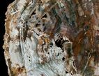 Beautiful x Petrified Wood Slab #5019-2